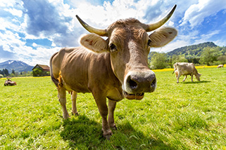 Осторожно коровы, Австрия 